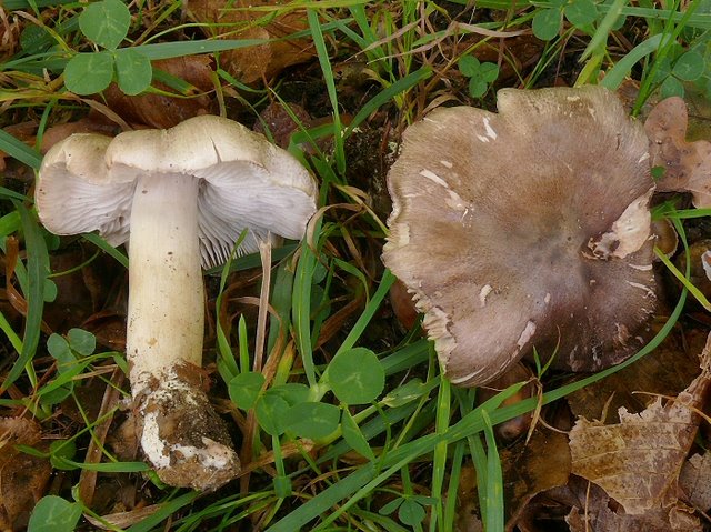 Tricholoma Saponaceum
